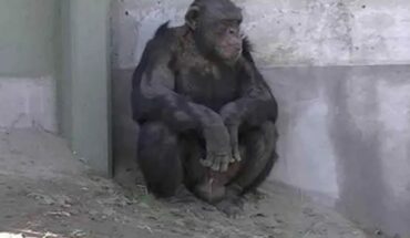 Río Negro: presentaron un hábeas corpus para liberar a un chimpancé de un zoológico