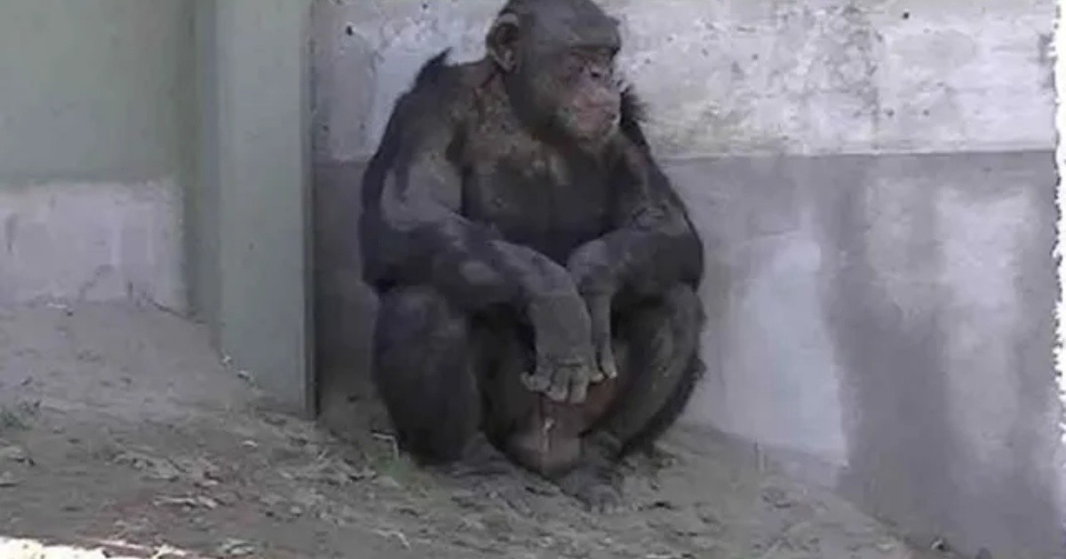 Río Negro: presentaron un hábeas corpus para liberar a un chimpancé de un zoológico
