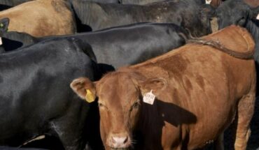 SADER y CNOG preparan plan para atener crisis en la ganadería