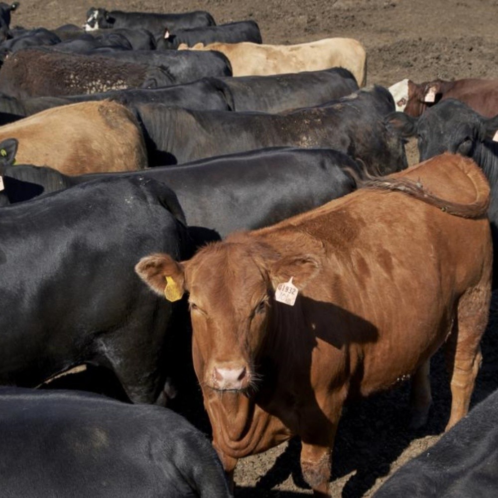 SADER y CNOG preparan plan para atener crisis en la ganadería