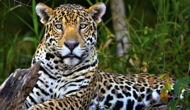 jaguars recolonize forest area in areas of Jalisco