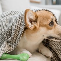 ¿Cómo cuidar a las mascotas de las enfermedades respiratorias en el invierno?