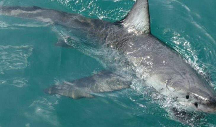 Egipto: dos turistas europeas murieron por el ataque de un tiburón