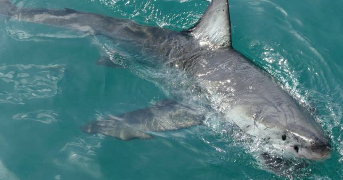 Egipto: dos turistas europeas murieron por el ataque de un tiburón