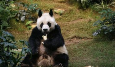 Hong Kong: World’s longest-lived captive panda dies at 35