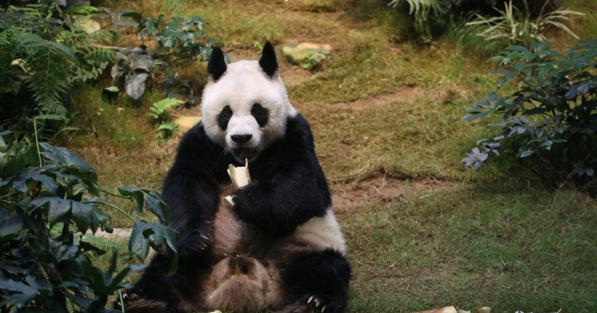 Hong Kong: World's longest-lived captive panda dies at 35