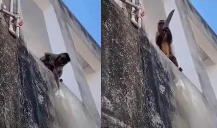 Mono con cuchillo amenaza a personas y roba en tiendas de Brasil