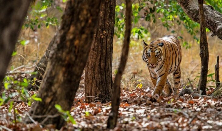 Se conoció que hay un 40% más de tigres salvajes de lo que se creía