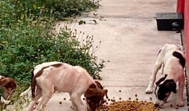 Un 60 por ciento crece abandono de mascotas en Culiacán