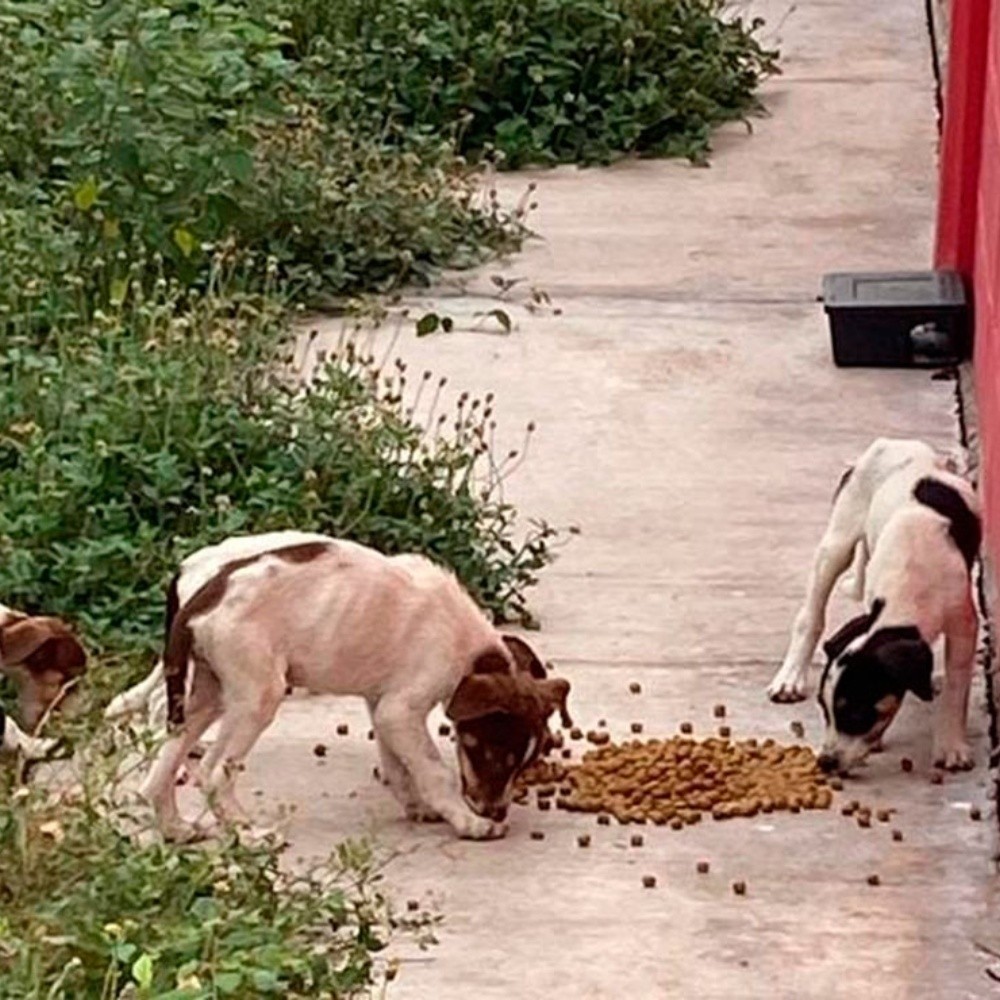 Un 60 por ciento crece abandono de mascotas en Culiacán