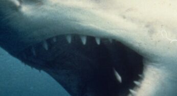 Un hombre y una mujer sufren ataques de tiburón en Florida
