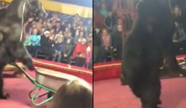 VIDEO. Oso ataca a domador en pleno acto de circo en Rusia