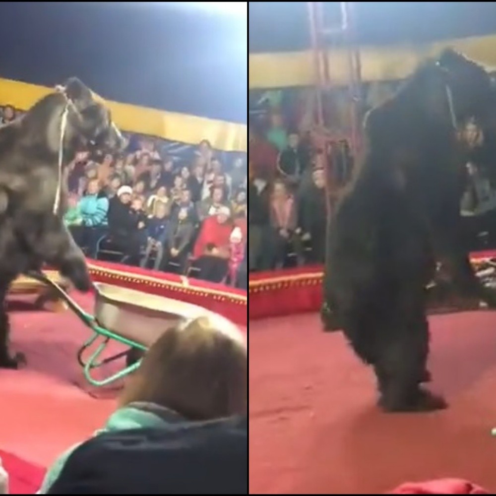 VIDEO. Oso ataca a domador en pleno acto de circo en Rusia