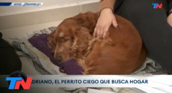 Video: MALTRATO ANIMAL: Abandonaron un perro de 14 años y ciego