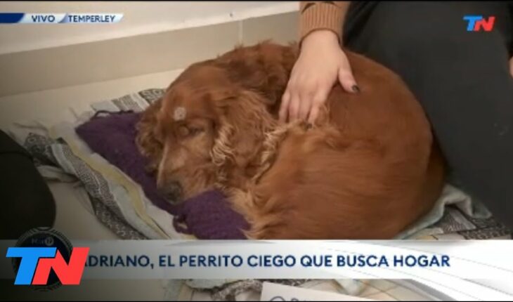Video: MALTRATO ANIMAL: Abandonaron un perro de 14 años y ciego