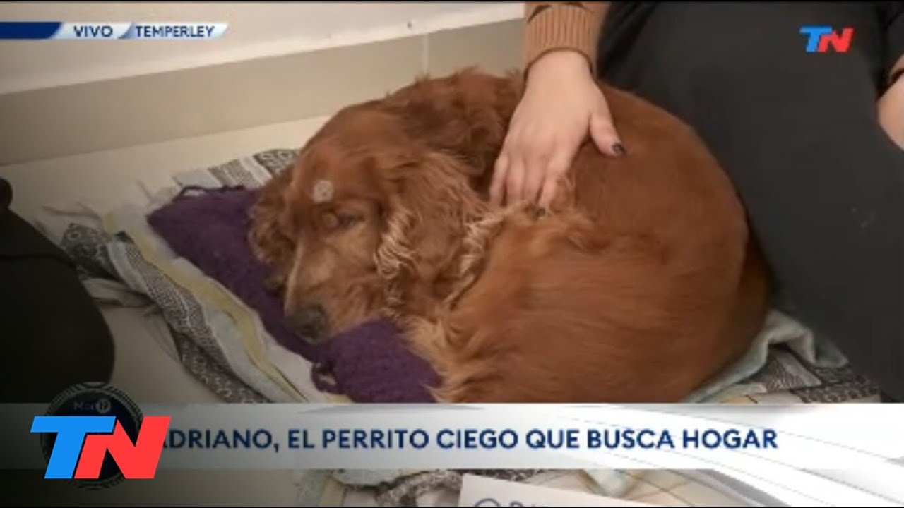 MALTRATO ANIMAL: Abandonaron un perro de 14 años y ciego