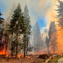Yosemite National Park: Wildfire Threatens Some of Earth's Oldest Trees