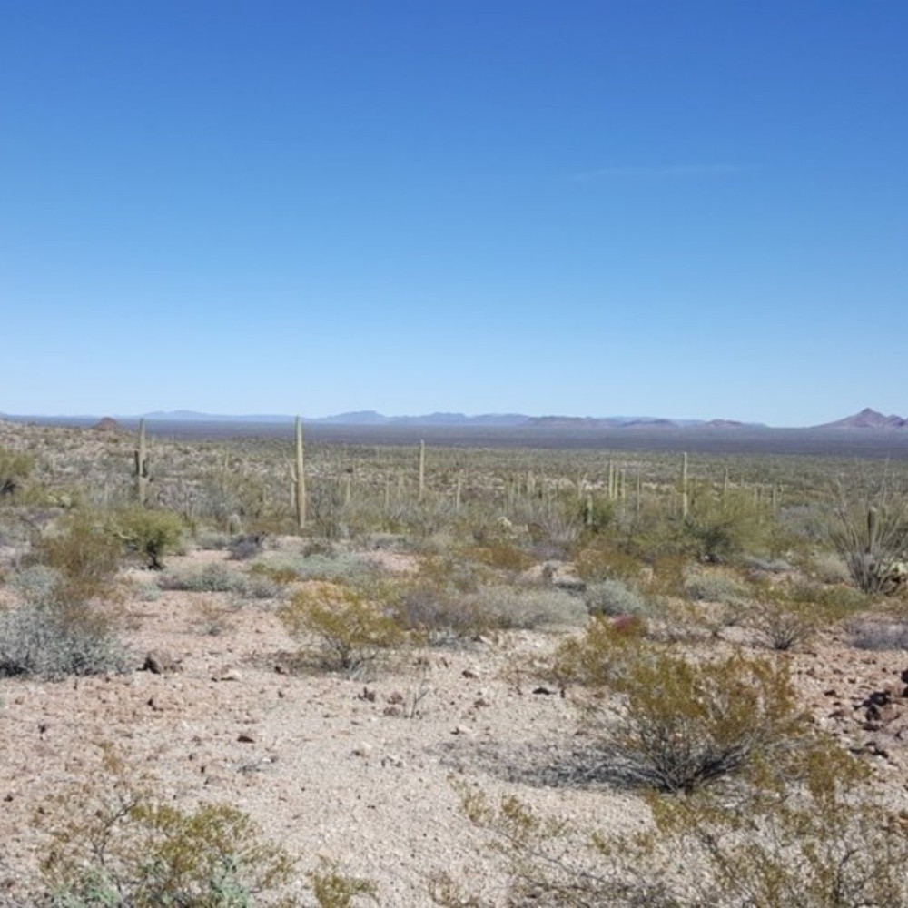 Brothers DIE HUGS in the desert of Arizona, USA