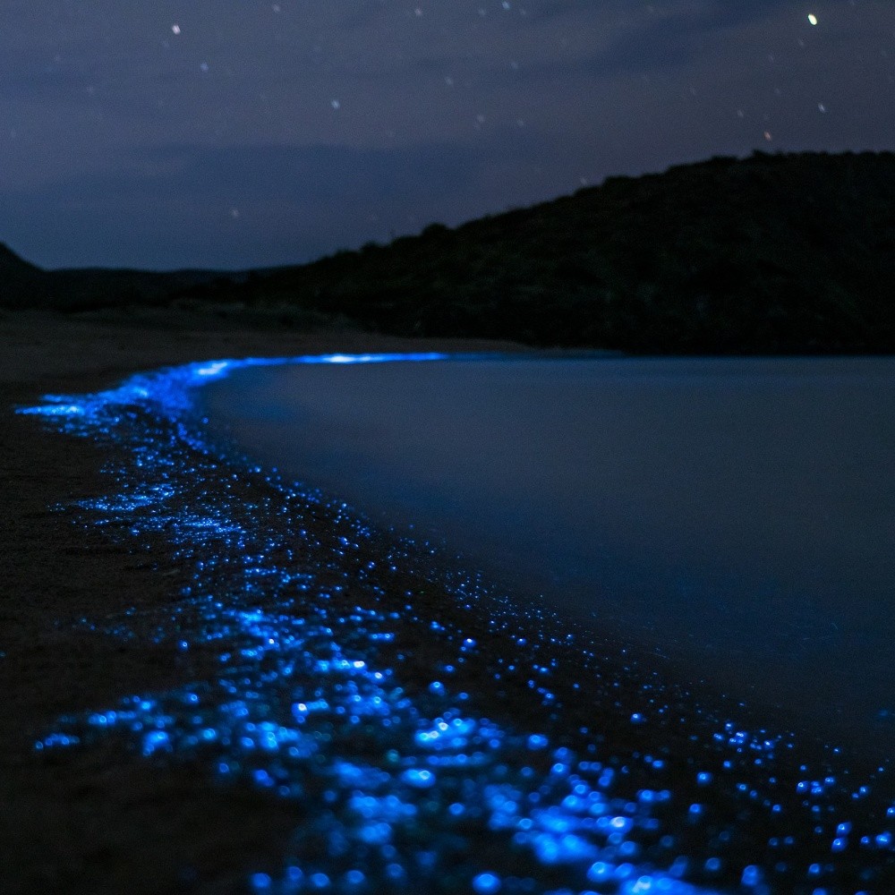 Dónde están las increíbles lagunas de bioluminiscencia de Oaxaca