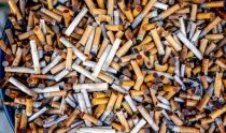Investigadoras argentinas hallan hongos capaces de descontaminar las colillas de cigarros