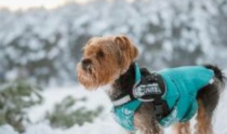 No los lleves a la nieve sin protección adecuada: Recomendaciones para cuidar a perros y gatos ante bajas temperaturas