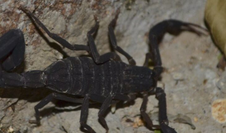 One-year-old girl died of scorpion bite in Jalisco