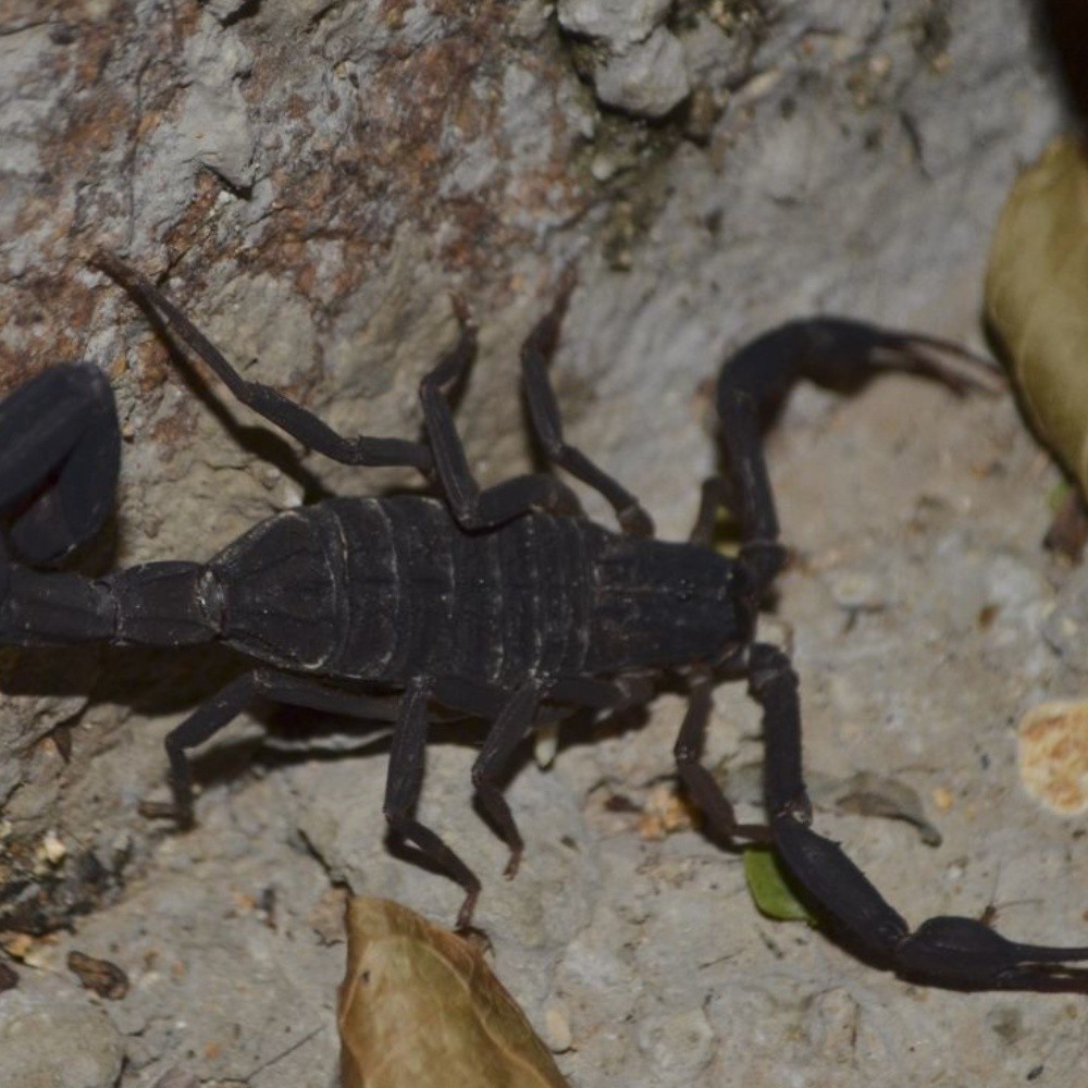 One-year-old girl died of scorpion bite in Jalisco