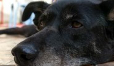 Perros con artritis sufren en invierno: ojo si tu mascota no salta a la cama ni quiere pasear