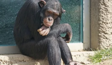 Piden la liberación “Toti”, el chimpancé en Río Negro
