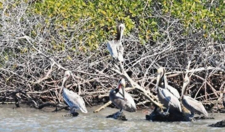 Pierde el planeta un tercio de sus manglares