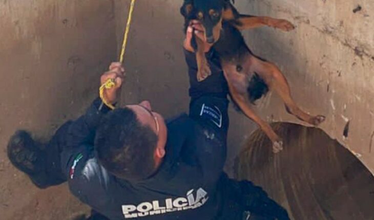 Policías rescatan a perrito del interior de un ducto en Eldorado