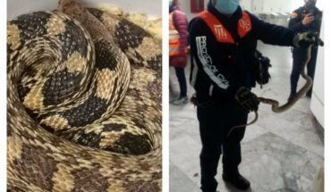 Una serpiente es hallada en la estación Boulevard Puerto Aéreo en Metro de CDMX