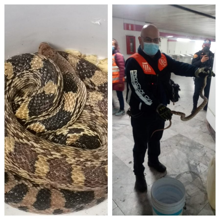 Una serpiente es hallada en la estación Boulevard Puerto Aéreo en Metro de CDMX