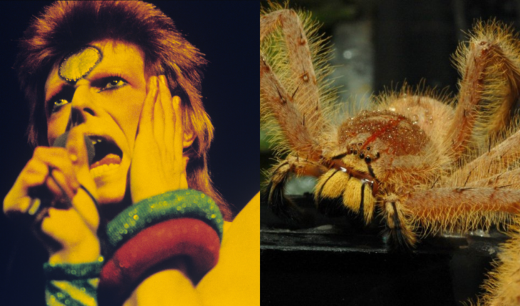 bautizan nueva especie de arañas bajo el nombre de David Bowie — Rock&Pop