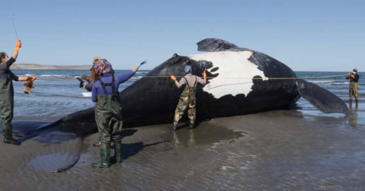 Chubut: Apareció una séptima ballena muerta en el Golfo Nuevo