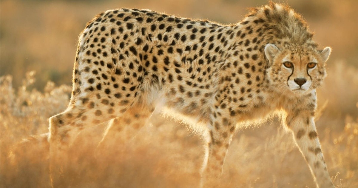 India recibió ocho guepardos que serán liberados en un parque nacional