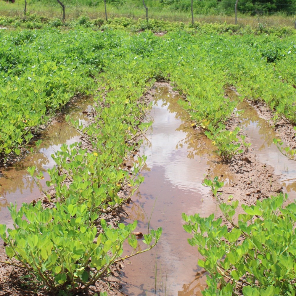 Se inundan siembras de cacahuate en campos de temporal en Mocorito