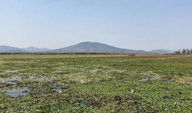 the invasive plant that risks mexico’s lakes
