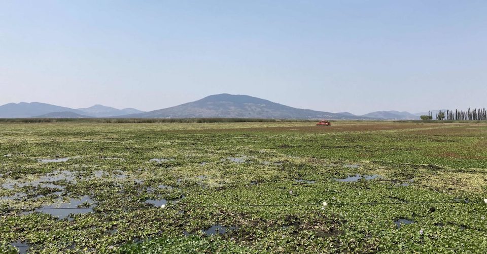 the invasive plant that risks mexico's lakes