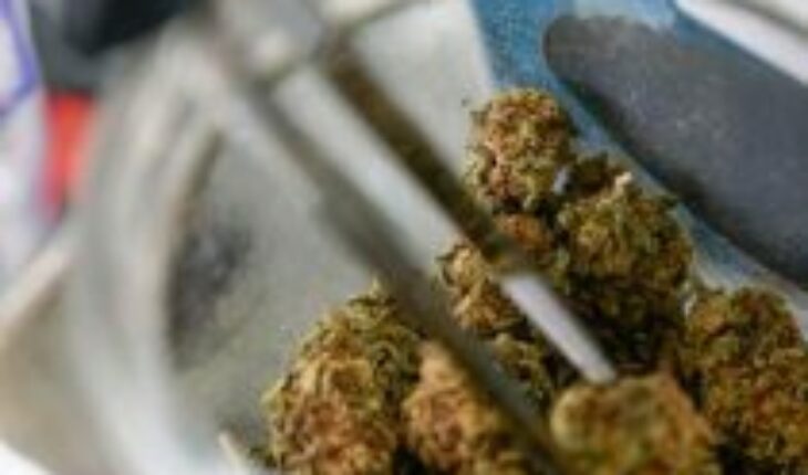 Argentina habilita primera planta de producción de cannabis medicinal