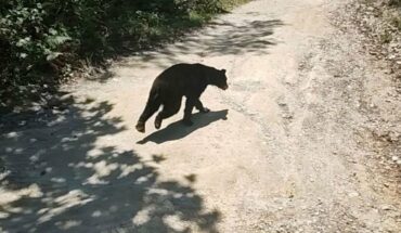 Atienden a oso de 7 meses herido por arma en Nuevo León