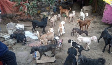 Autoridades hallan a más de 100 perros en un predio en Tlalpan