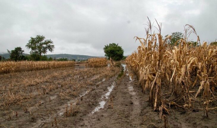 Campesinos pierden sus cultivos de flor de Día de Muertos por lluvias
