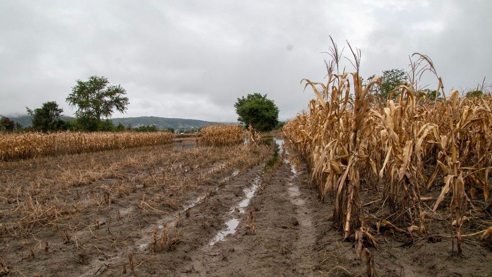 Campesinos pierden sus cultivos de flor de Día de Muertos por lluvias