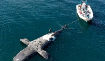 Chubut: there are already 10 whales found dead