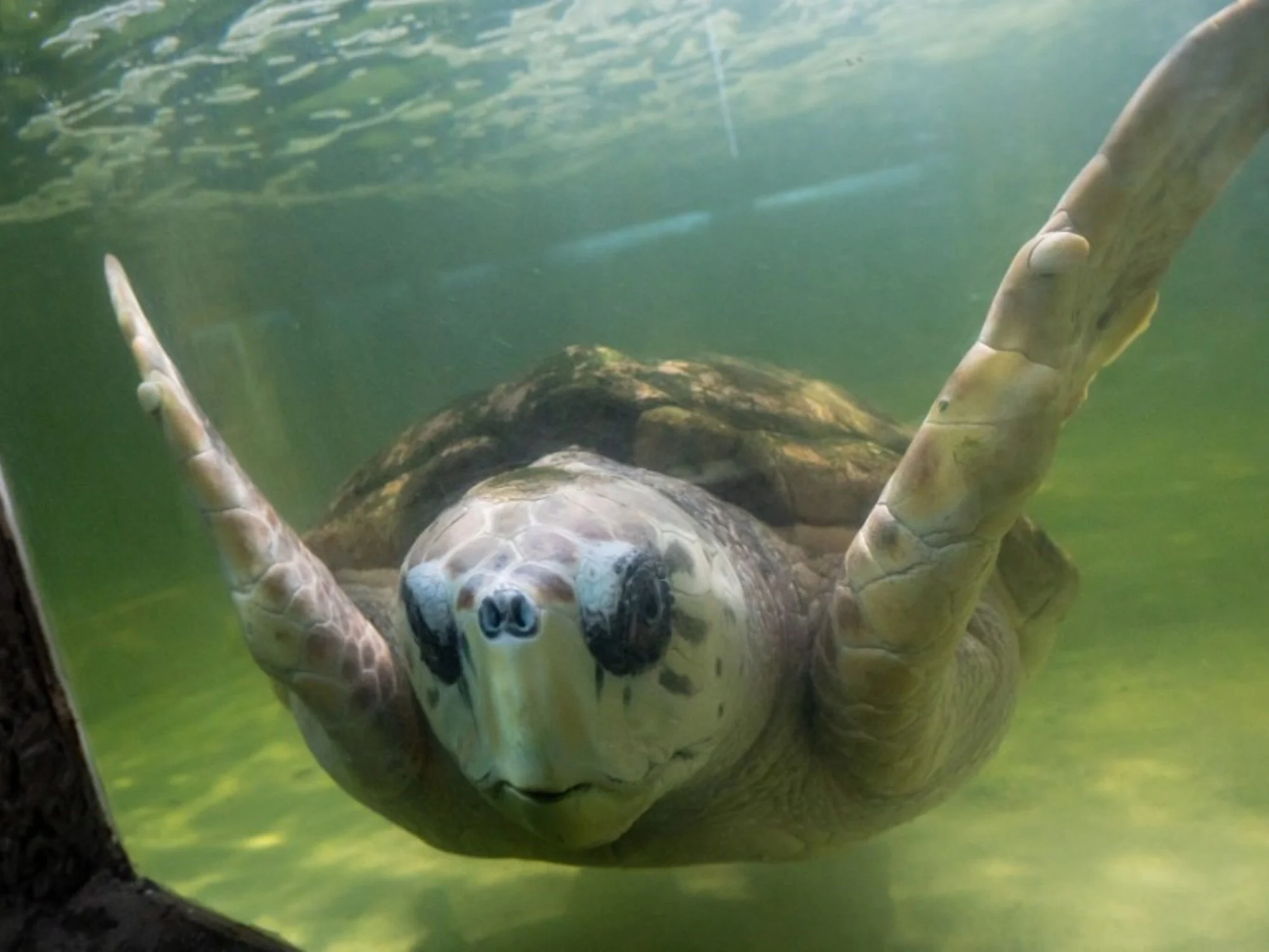 De Mendoza a Mar del Plata: trasladarán al tortugo Jorge tras 40 años en cautiverio