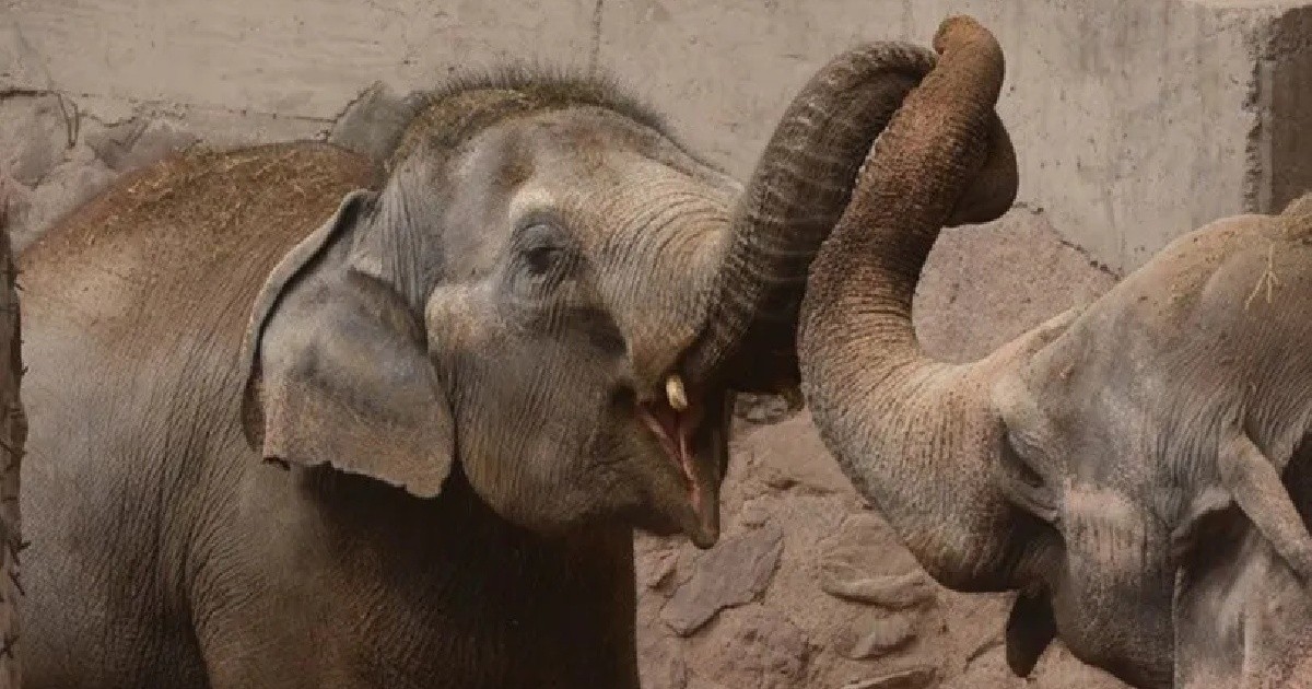 Falleció la elefanta Pocha | Filo News