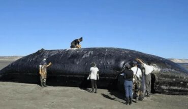 Hallaron toxinas de “marea roja” en las ballenas que murieron en Chubut