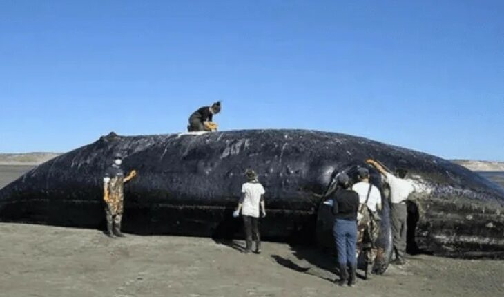 Hallaron toxinas de “marea roja” en las ballenas que murieron en Chubut
