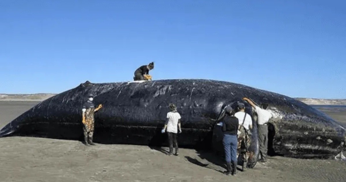 Hallaron toxinas de "marea roja" en las ballenas que murieron en Chubut